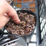 モリンガ種の植え方プラポットに直接種を植える3
