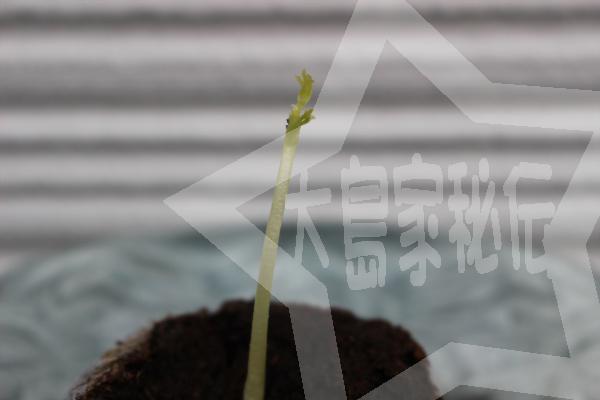 天草モリンガファーム「モリンガ栽培キット」の使い方芽が５ｃｍ